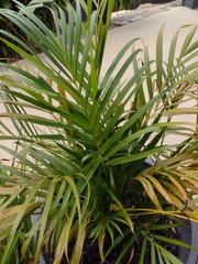 Arecaceae