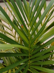 Arecaceae