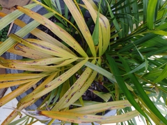 Arecaceae