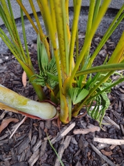 Arecaceae