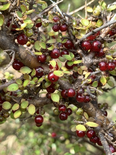 Coprosma rhamnoides A.Cunn.