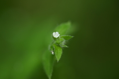 Thyrocarpus glochidiatus