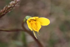 Diuris basaltica