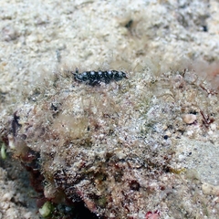 Thuridilla splendens