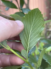 Cercocarpus betuloides blancheae
