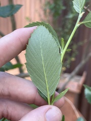 Cercocarpus betuloides blancheae