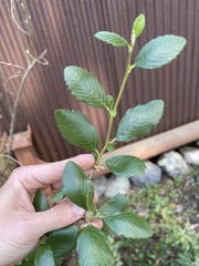 Cercocarpus betuloides blancheae