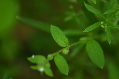 Thyrocarpus glochidiatus