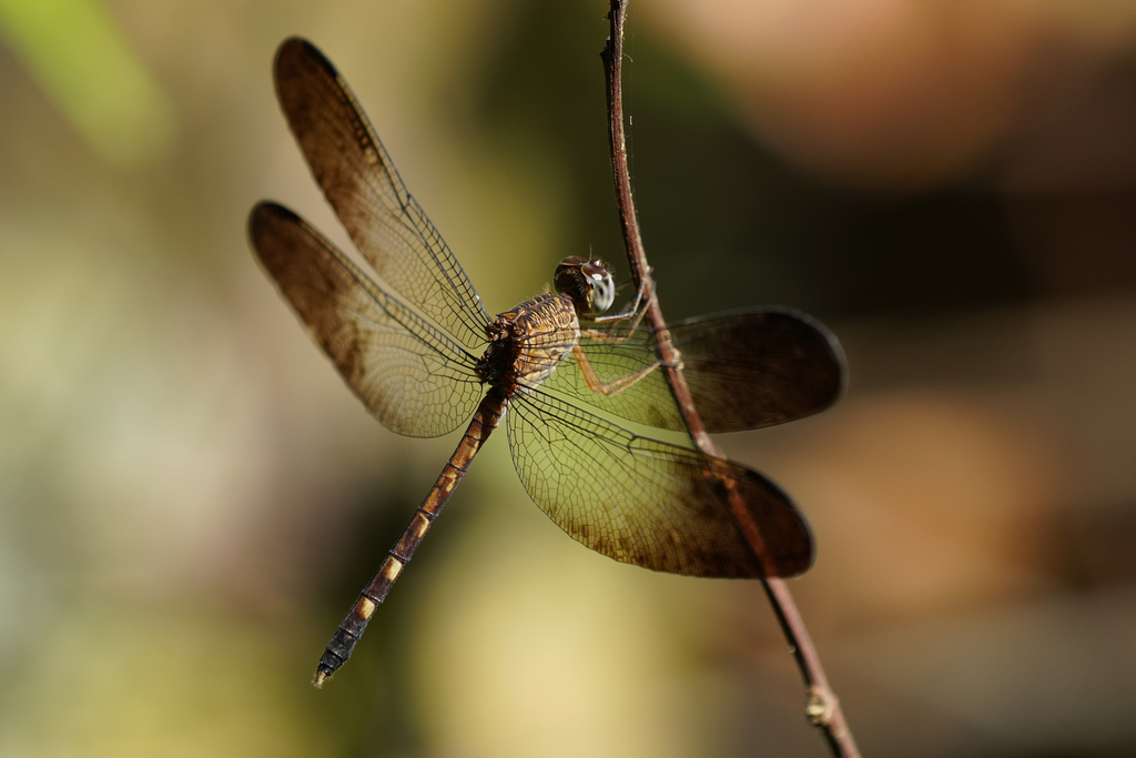 Large Woodskimmer