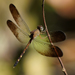 Large Woodskimmer - Photo (c) Cameron Eckert, some rights reserved (CC BY-NC), uploaded by Cameron Eckert
