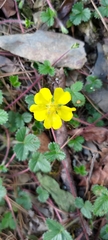Potentilla matsumurae