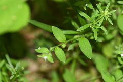 Thyrocarpus glochidiatus