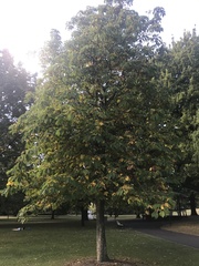 Aesculus hippocastanum