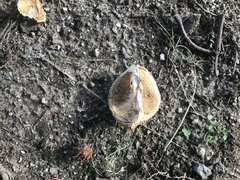 Aesculus hippocastanum