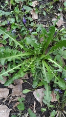 Taraxacum officinale