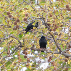 Sturnus unicolor