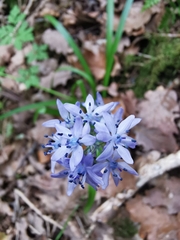 Hyacinthoides italica