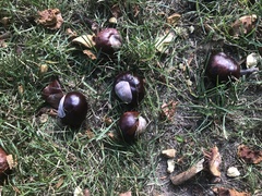 Aesculus hippocastanum