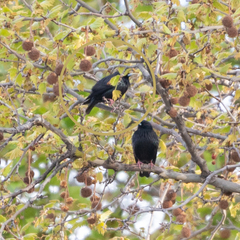 Sturnus unicolor