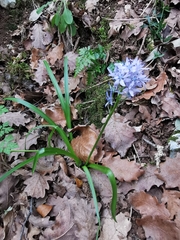 Hyacinthoides italica