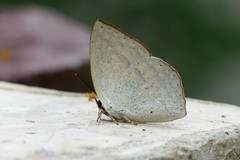 Curetis acuta