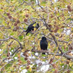 Sturnus unicolor