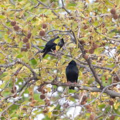 Sturnus unicolor