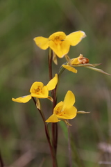 Diuris basaltica