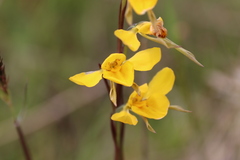 Diuris basaltica