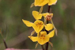 Diuris basaltica