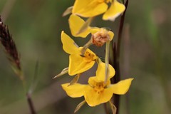 Diuris basaltica