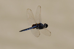 Urothemis edwardsii