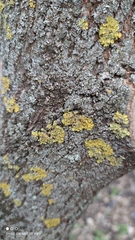 Xanthoria parietina