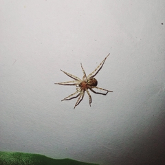 Araneae