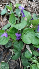 Viola odorata