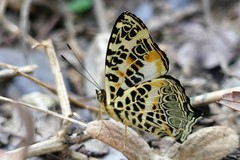 Symbrenthia hypselis