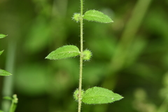 Thyrocarpus glochidiatus