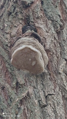 Phellinus igniarius