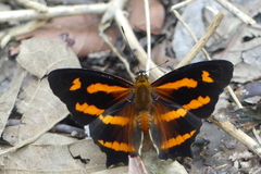 Symbrenthia hypselis