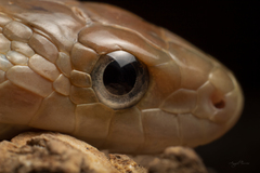 Pituophis lineaticollis