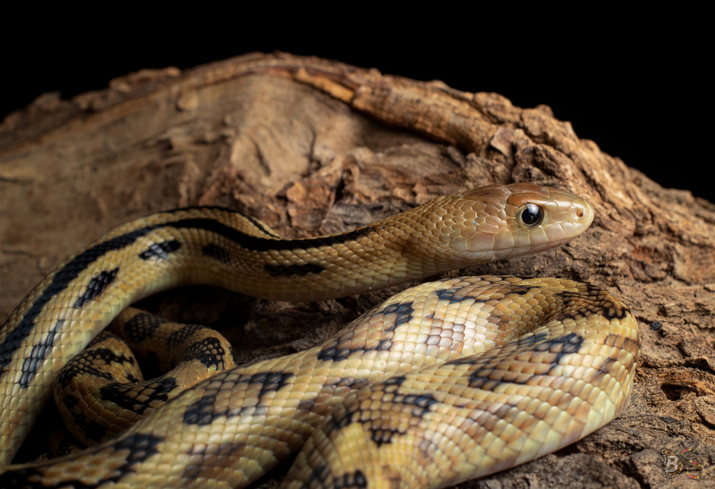 Cincuate Bull Snake