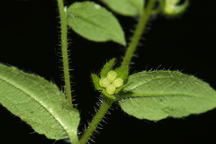 Thyrocarpus glochidiatus