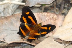 Symbrenthia hypselis