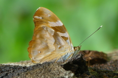 Herona marathus
