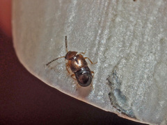 Gyrophaena latissima