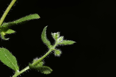 Thyrocarpus glochidiatus