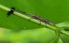 Eucomatocera vittata