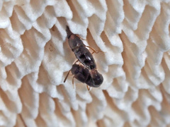 Gyrophaena latissima