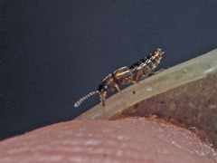 Gyrophaena latissima