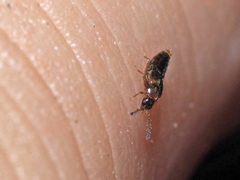 Gyrophaena latissima